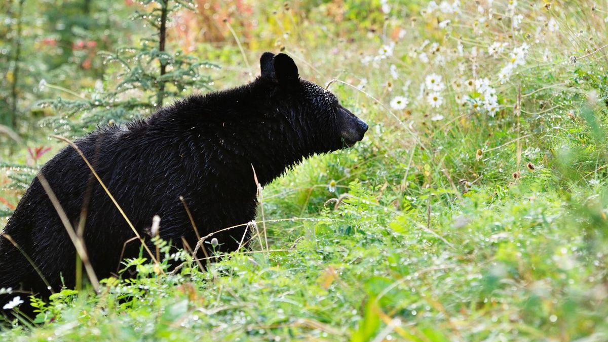 Medvědice v Itálii honila myslivce, jednoho stáhla ze stromu